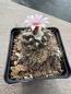 Preview: Turbinicarpus lophophoroides